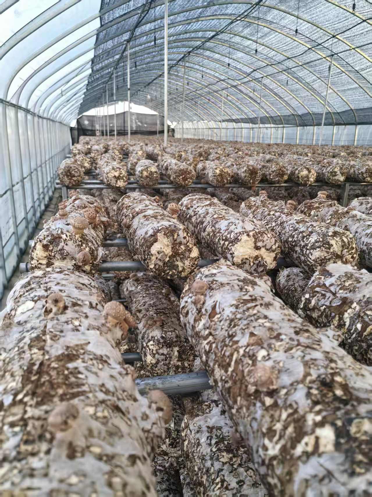 1768441727290566.jpg 1768441727290566.jpg