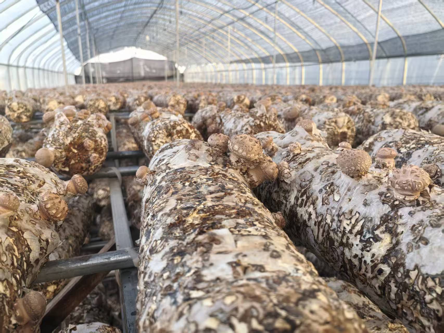 1768441727551535.jpg 1768441727551535.jpg